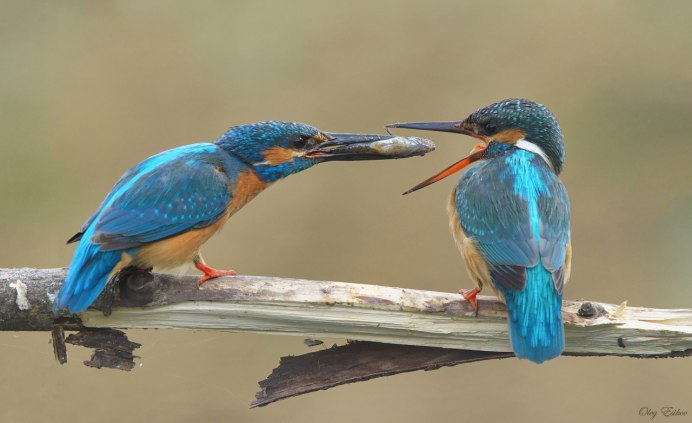 Зимородок Кингфишер