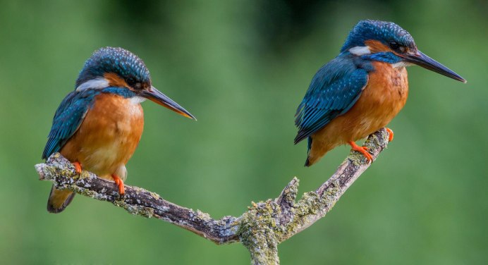 Зимородок Греция