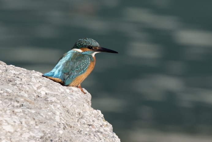 Обыкновенный Зимородок