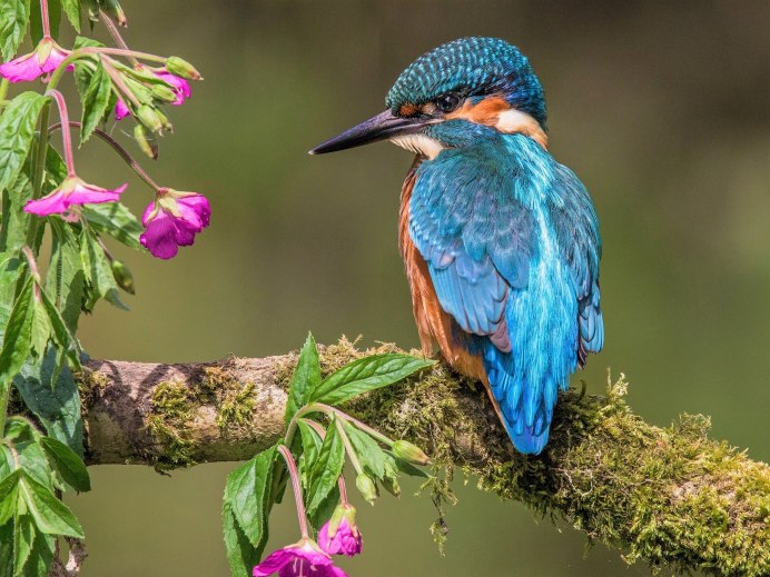 Зимородок птица фото