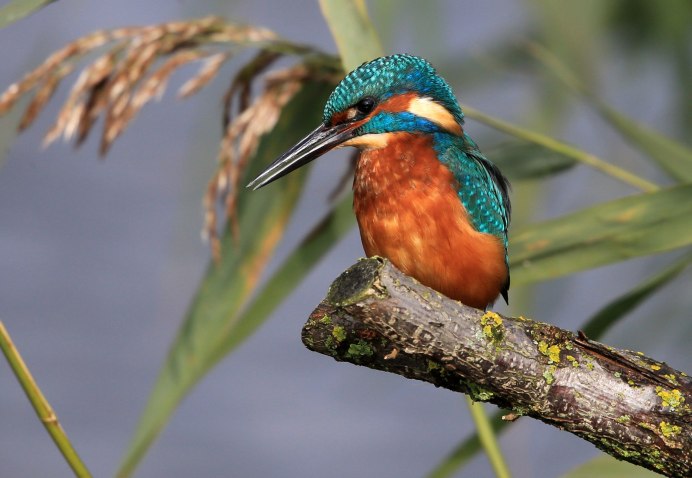 Ошейниковый Зимородок