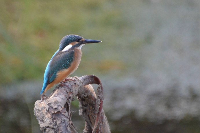 Зимородок птица Алтайский край