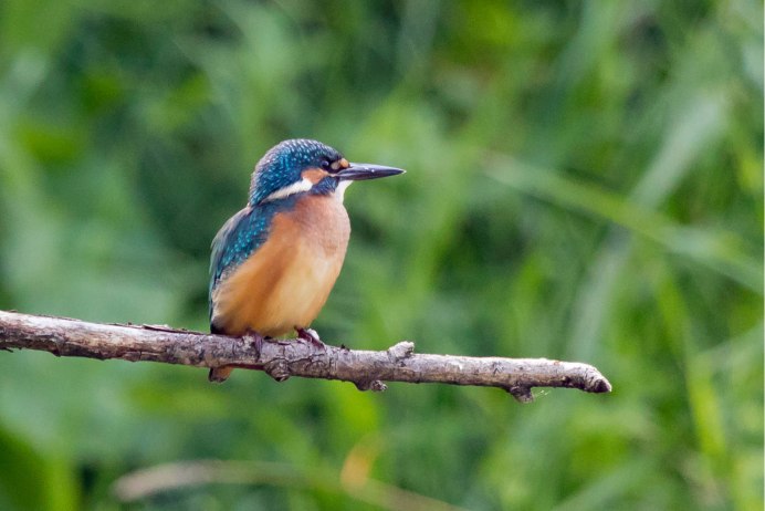 Зимородок Сибирский фото
