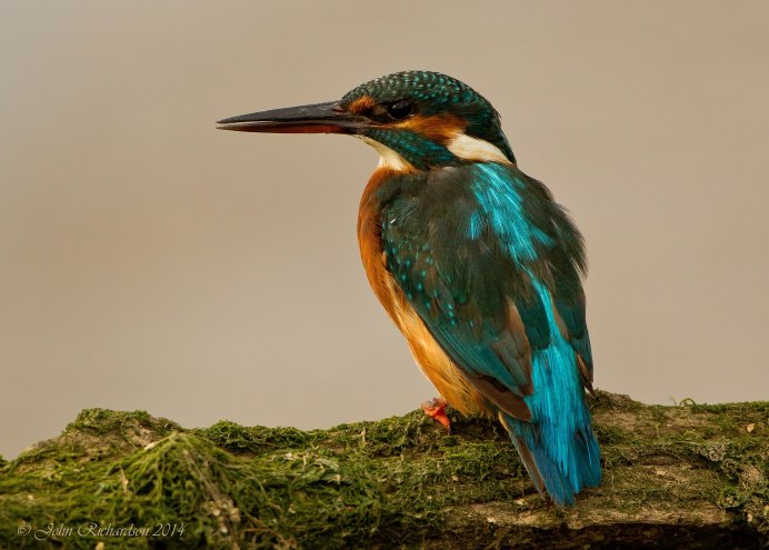 Королевский Зимородок