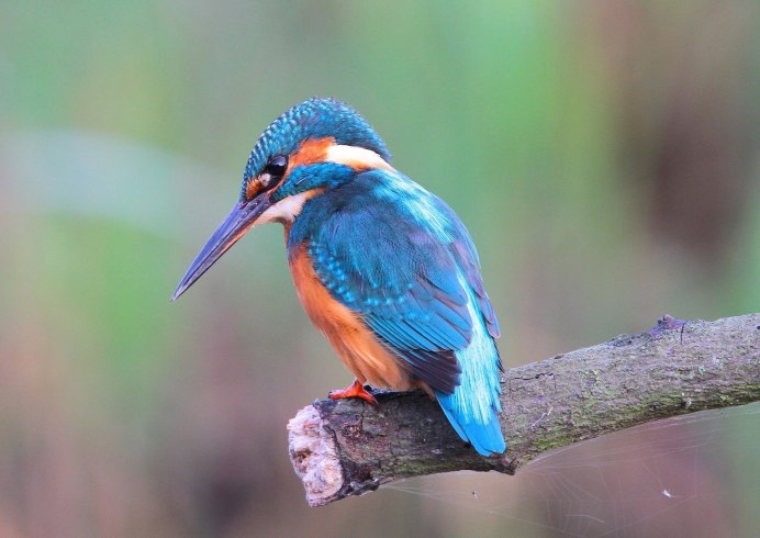 Полосатогрудый Зимородок