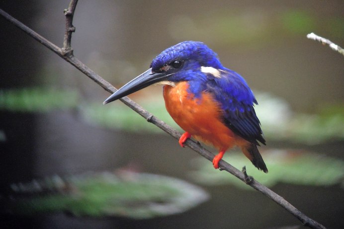 Зимородок птичка