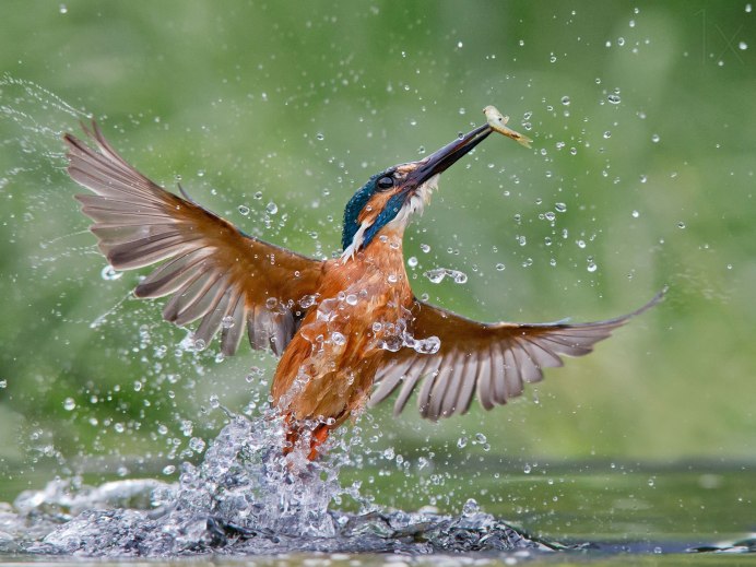 Красивые птицы рыболовы