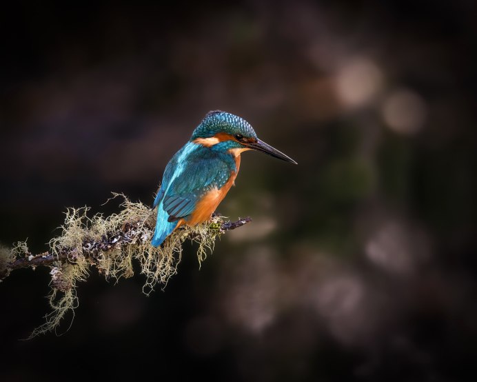 Федот ледостав (Зимородок)