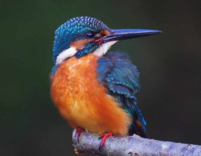 Кавасеми птица