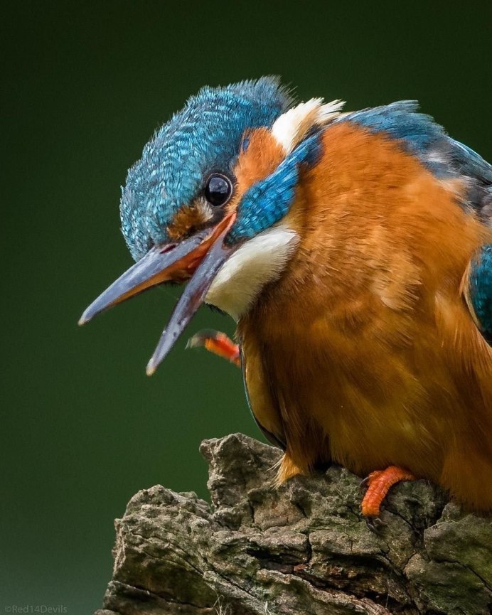 Ошейниковый Зимородок