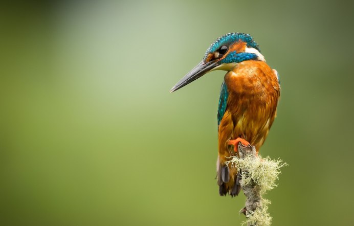 Зимородок и дятел