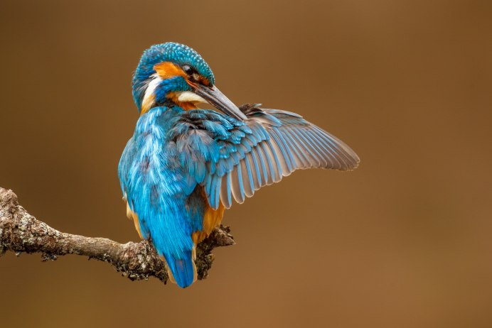 Ошейниковый Зимородок