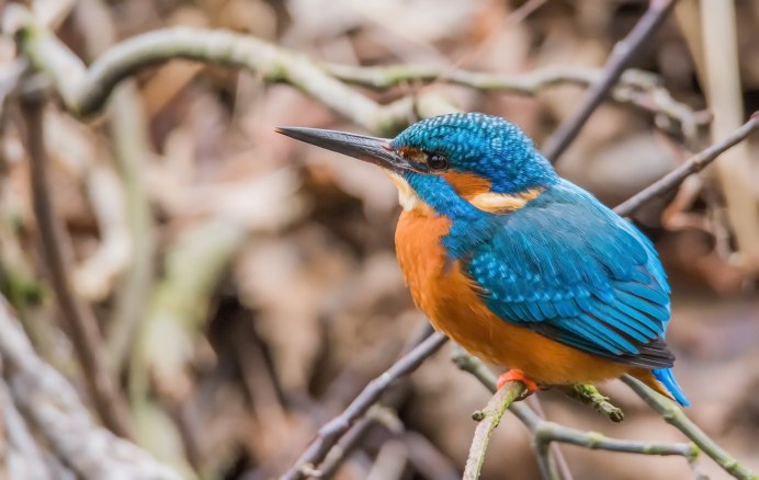 Тропический Зимородок