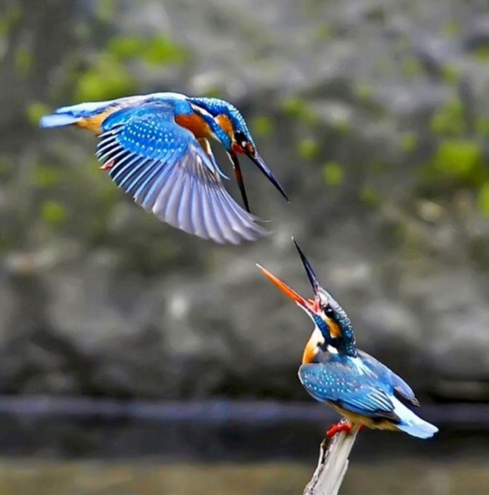 Обыкновенный Зимородок