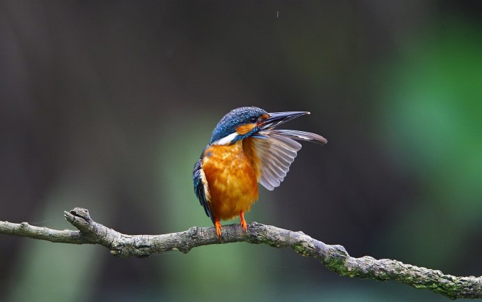 Крошечный Лесной Зимородок