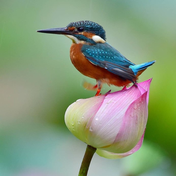 Зимородок в снегу