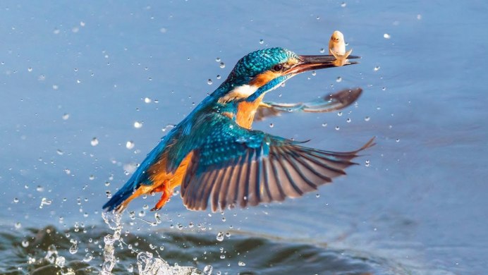 Обыкновенный Зимородок