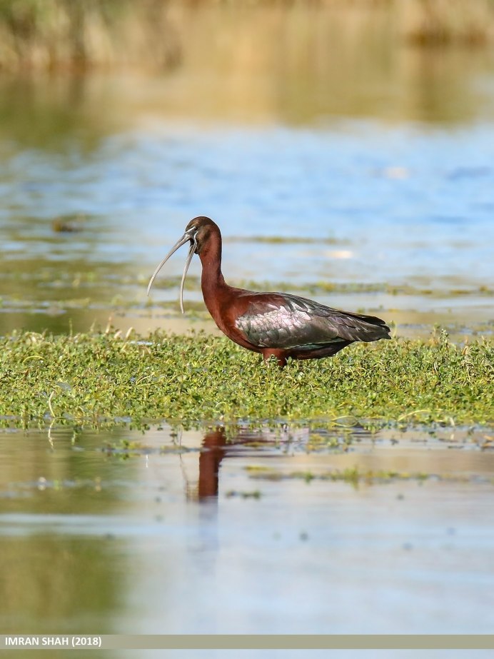 Каравайка (Plegadis falcinellus)