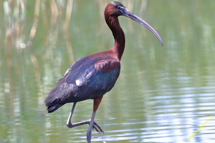 Каравайка (Plegadis falcinellus)