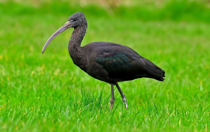 Каравайка Plegadis falcinellus (Linnaeus, 1766)