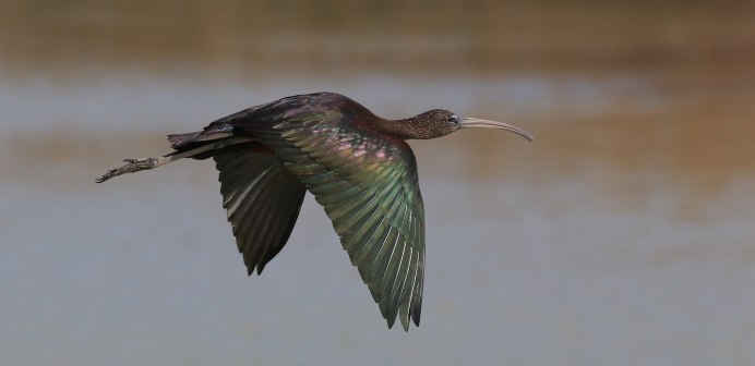 Каравайка Plegadis falcinellus (Linnaeus, 1766)