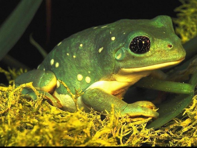 Хоккайдская лягушка