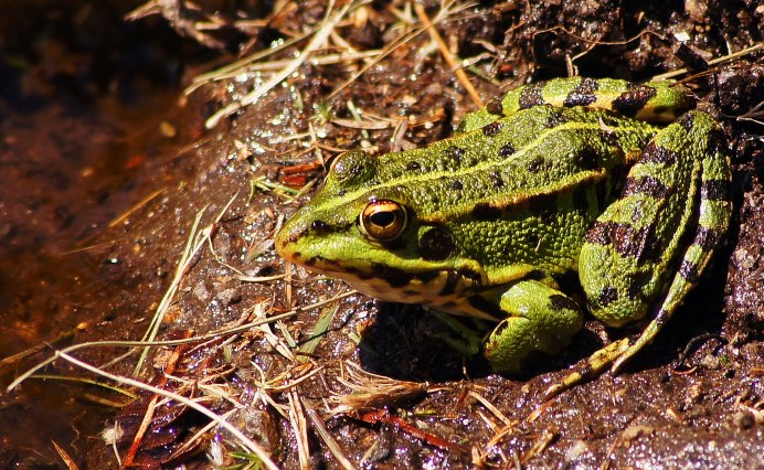 Бесхвостые амфибии лягушки