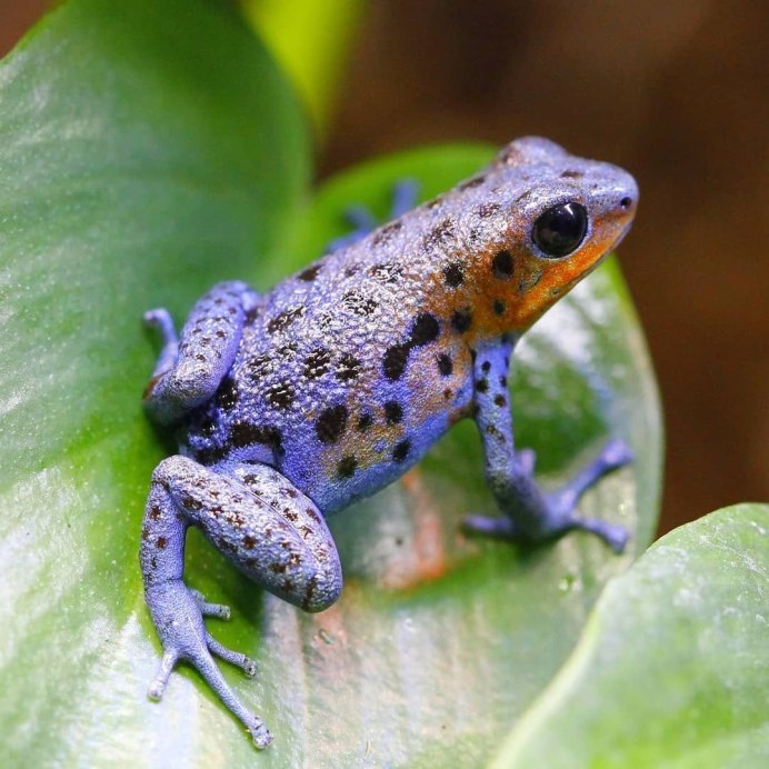 Квакша древолаз