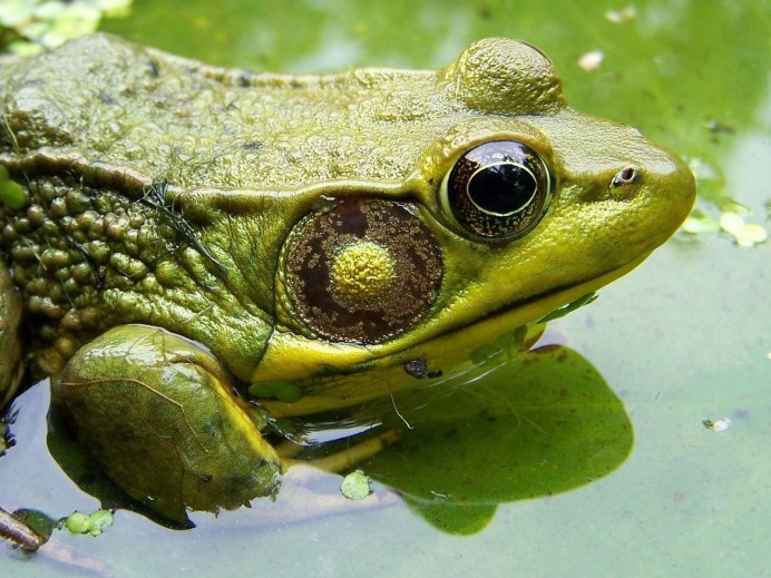 Лягушки тритоны и Саламандры