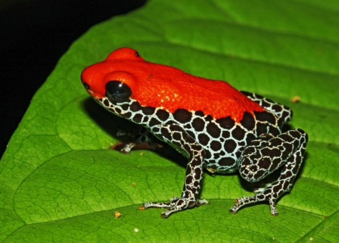 Жаба Гвианский Арлекин