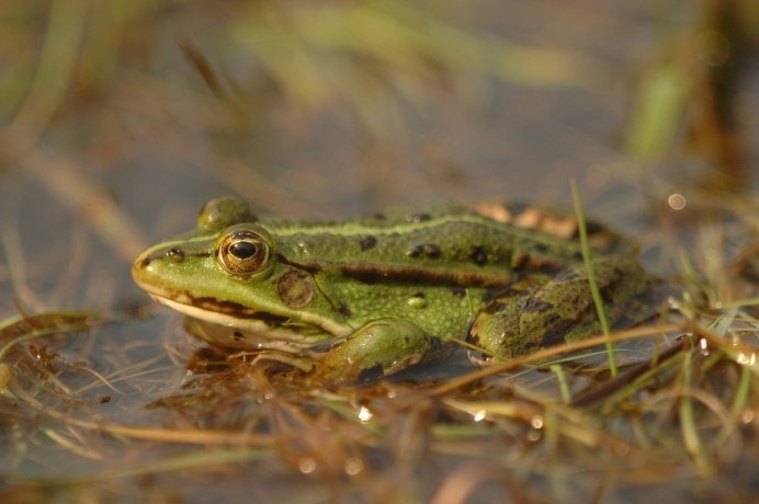 Малоазиатская лягушка Rana macrocnemis