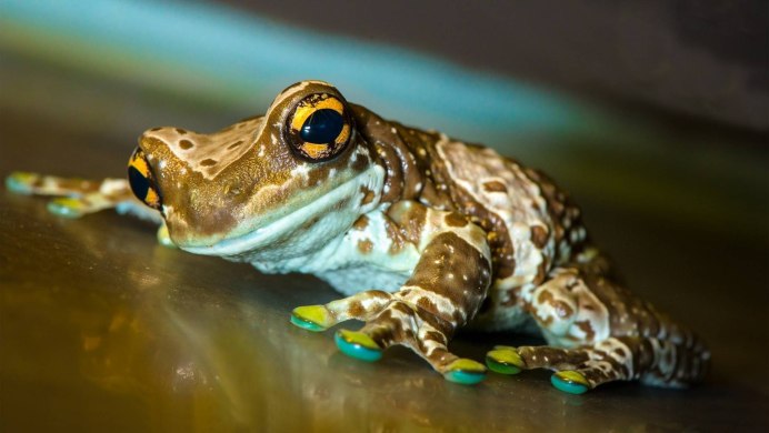 Бесхвостые амфибии квакши