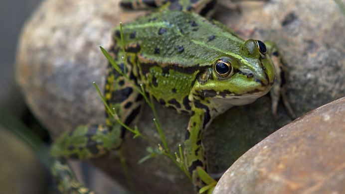 Бурая травяная лягушка