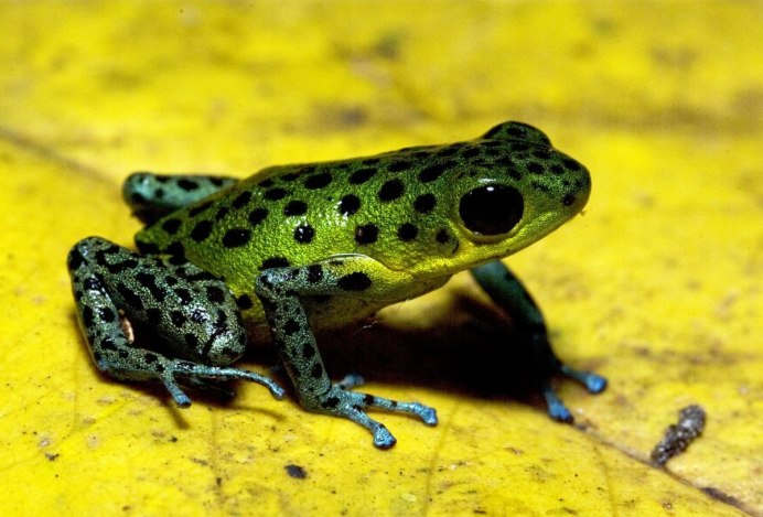 Зеленая Прудовая лягушка