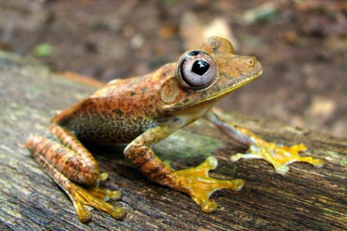 Щитоголовая квакша