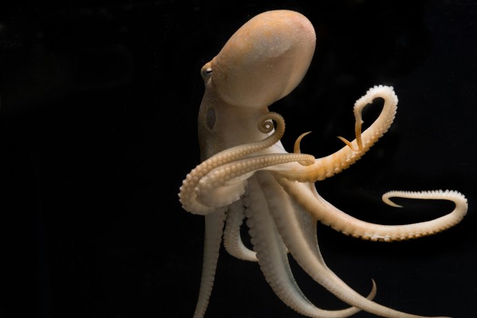Биолюминесцентный осьминог / stauroteuthis syrtensis