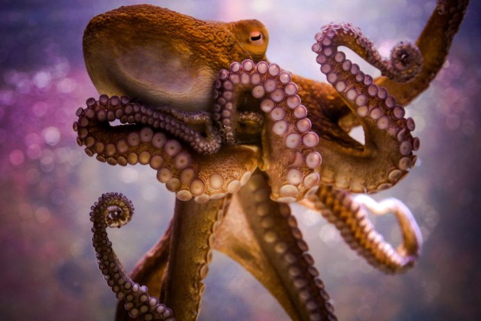 Enteroctopus dofleini