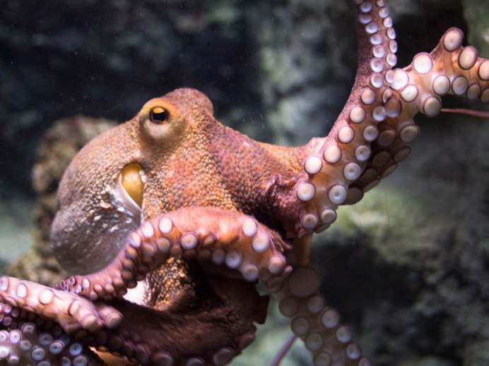 Осьминог Octopus vulgaris
