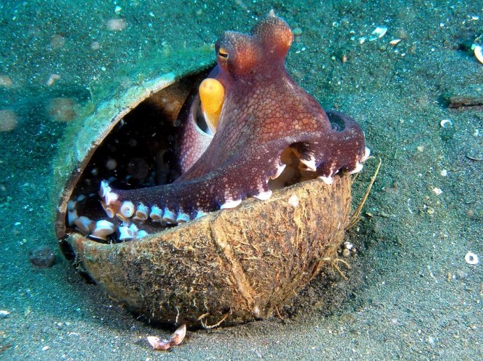 Осьминог Vitreledonella Richardi