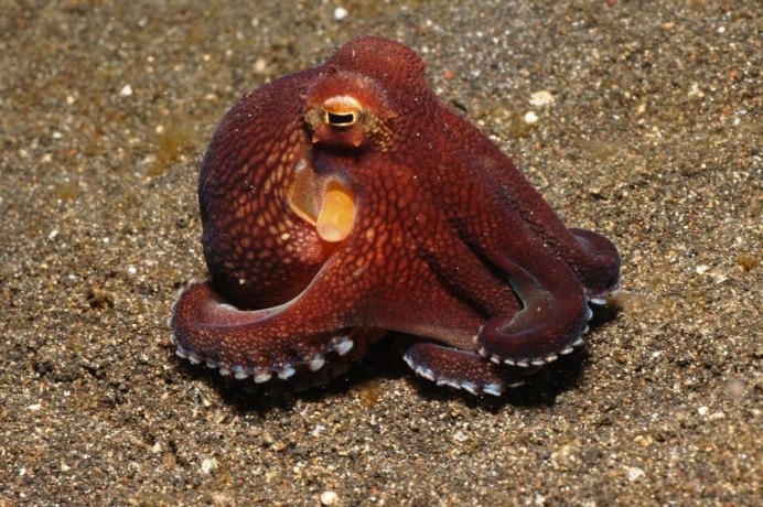 Морские головоногие моллюски