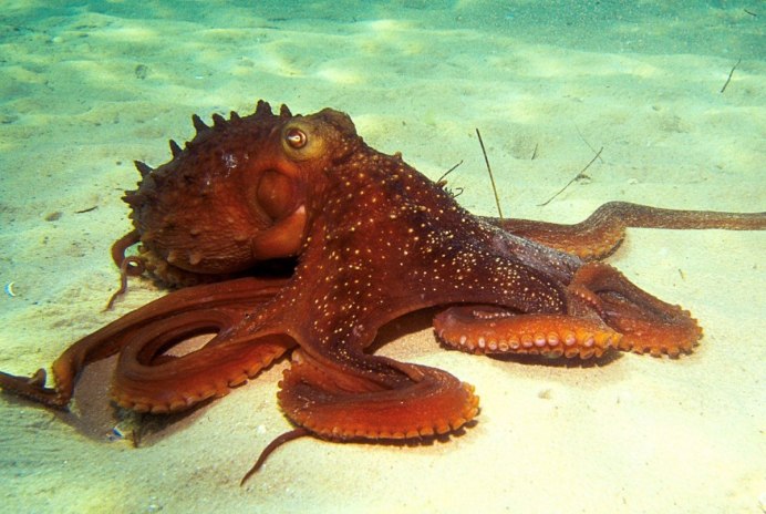 Amphioctopus marginatus