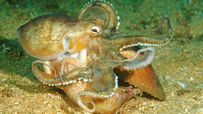 Amphioctopus marginatus