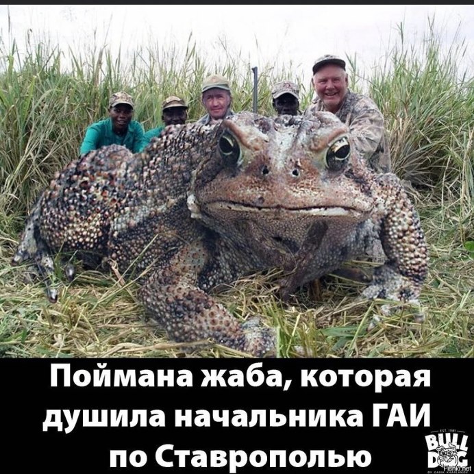 Лягушка-Голиаф (Conraua Goliath)