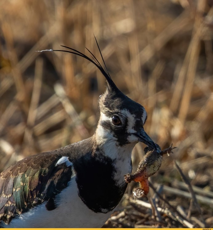 Враги Удотов