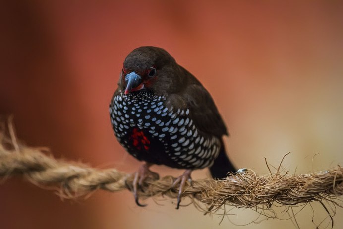 Птицы обитающие в Цейлоне