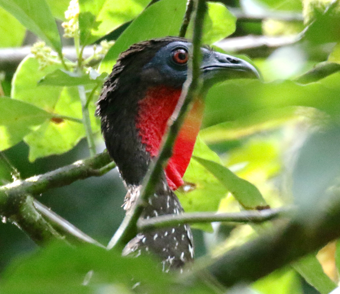 Сукараф Колибри