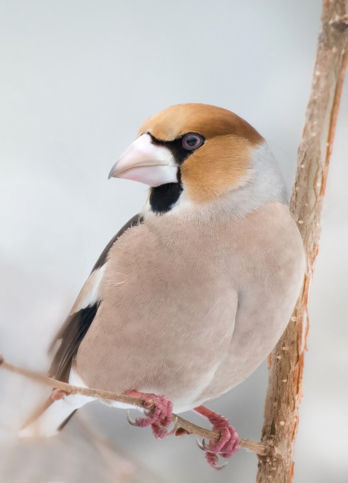 Фотографии птиц bbc