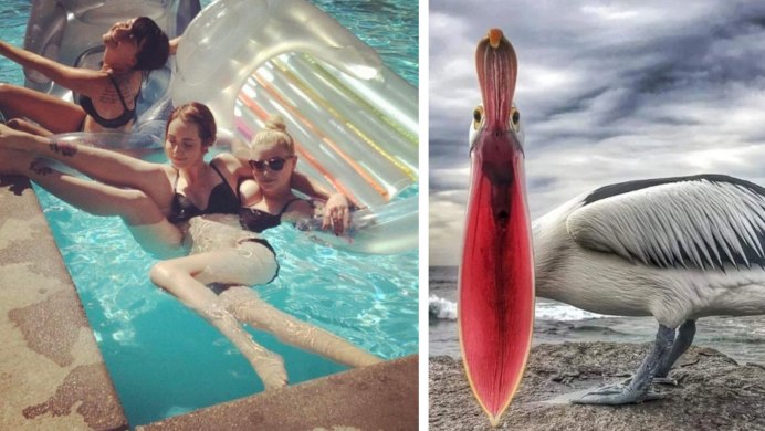 Браминский скворец (Sturnus pagodarum)