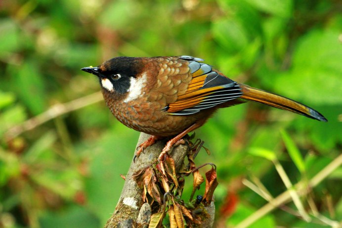 Птицы Непала