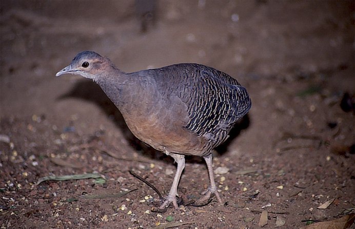 Киевские светлые голуби